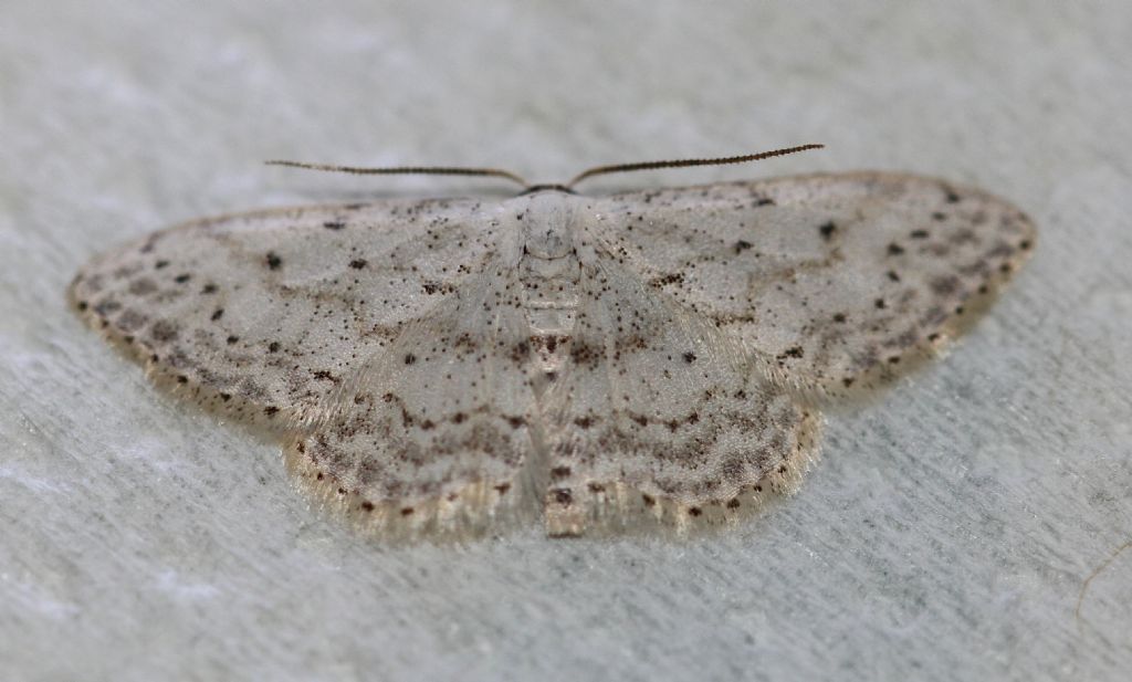 Idaea seriata